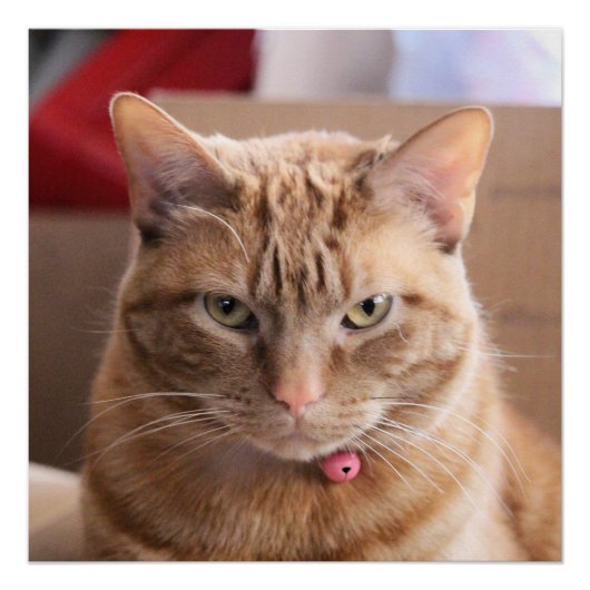 ernst poster (Vorderseite)