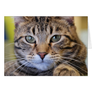 Ernste Grün-Mit Augen Tabby-Katze