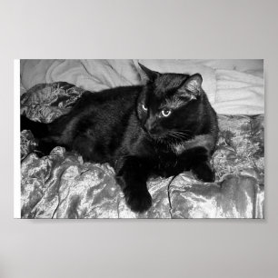 Ernste schwarze Katze Poster