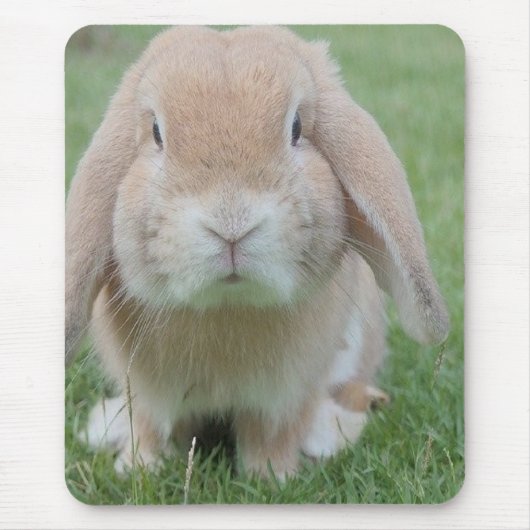 ernstes sonniges Foto Mousepad (Vorne)