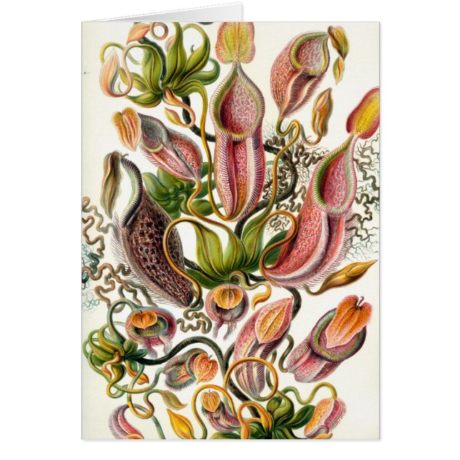 Ernsthaeckel botanische Kunst (Vorne)