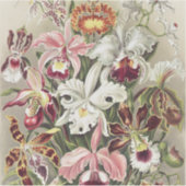 ErnstHaeckel Vintage Botanical Orchid Illustration Aufkleber (Vorderseite)