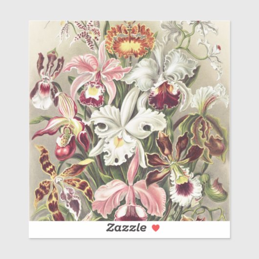 ErnstHaeckel Vintage Botanical Orchid Illustration Aufkleber (Blatt)