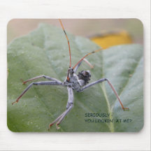 Ernsthaft Sie mich betrachtend?