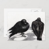 Ernsthafte Taubensituation 2012 Postkarte (Vorne/Hinten)