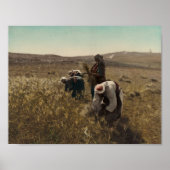 Ernte der Gerste auf den Feldern von Bethlehem Poster (Vorne)