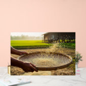 Ernte Getreide, Reisfeld Acrylschild (Hochzeit)