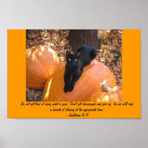 Ernte-Kätzchen Poster