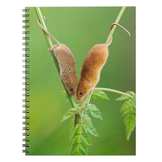 Ernte-Mäusenotizbuch Notizblock (Vorderseite)