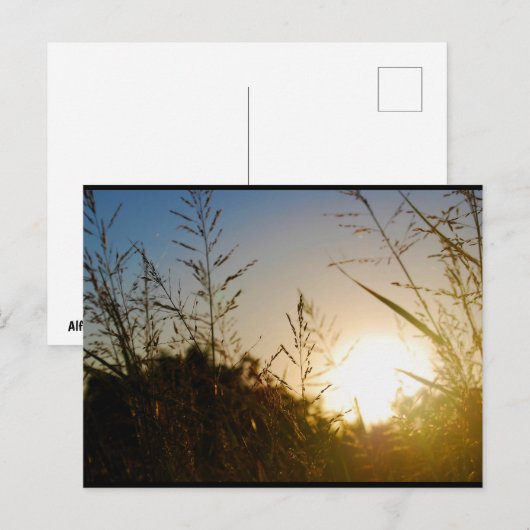 Ernte Sonnenaufgang Postkarte (Vorne/Hinten)