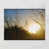 Ernte Sonnenaufgang Postkarte (Vorderseite)