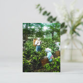 Ernte von Grünem Tee Blätter Alte japanische Bauer Postkarte (Stehend Vorderseite)