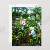 Ernte von Grünem Tee Blätter Alte japanische Bauer Postkarte (Vorne/Hinten)