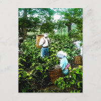 Ernte von Grünem Tee Blätter Alte japanische Bauer