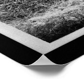 Ernte von Kartoffeln an der Universität Claflin 19 Poster (Ecke)