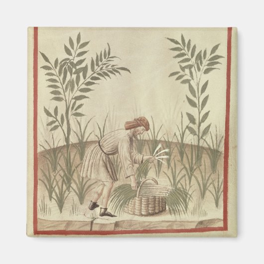 Ernte von Leeks von 'Tacuinum Sanitatis' Magnet (Vorne)