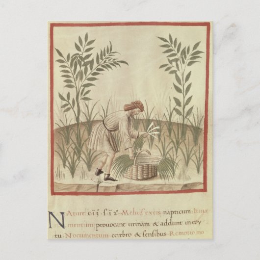 Ernte von Leeks von 'Tacuinum Sanitatis' Postkarte (Vorderseite)