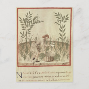 Ernte von Leeks von 'Tacuinum Sanitatis' Postkarte
