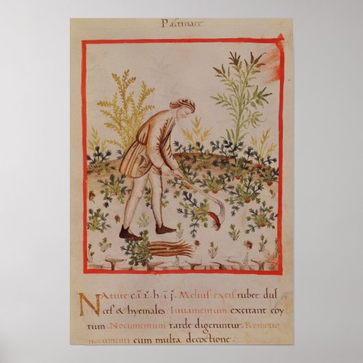 Ernte von Parnips von 'Tacuinum Sanitatis' Poster (Vorne)