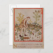 Ernte von Parnips von 'Tacuinum Sanitatis' Postkarte (Vorne/Hinten)