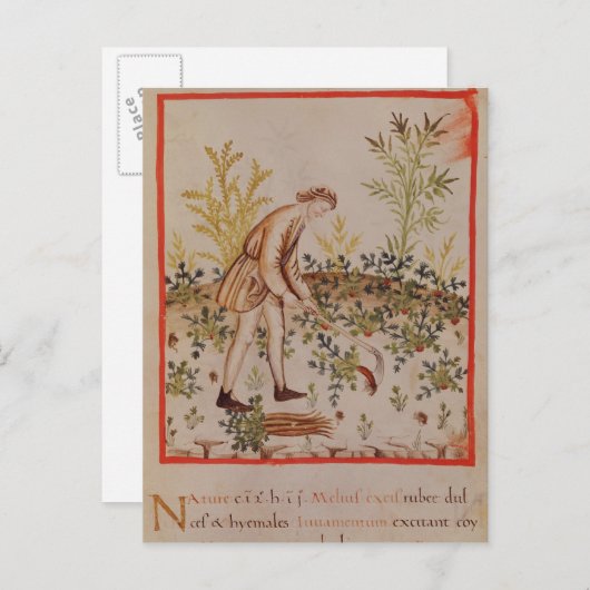 Ernte von Parnips von 'Tacuinum Sanitatis' Postkarte (Vorne/Hinten)