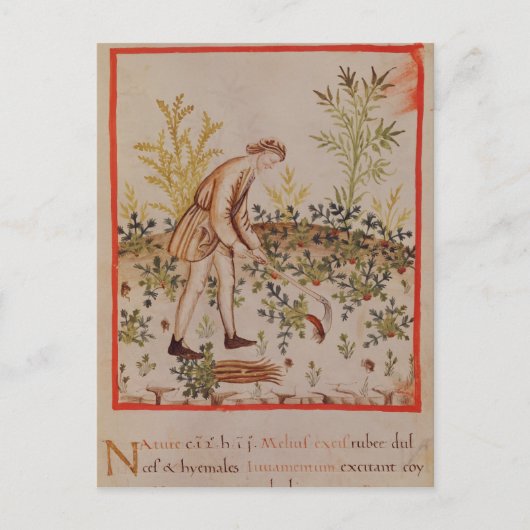 Ernte von Parnips von 'Tacuinum Sanitatis' Postkarte (Vorderseite)