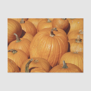 Ernte von Pumpkins-Foto Seidenpapier