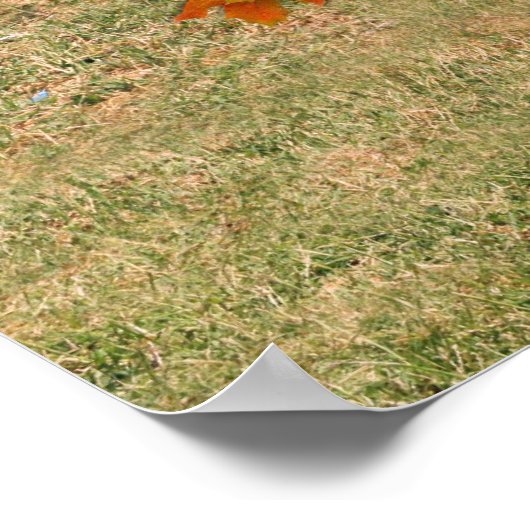 Erntedank Ducks Poster (Ecke)