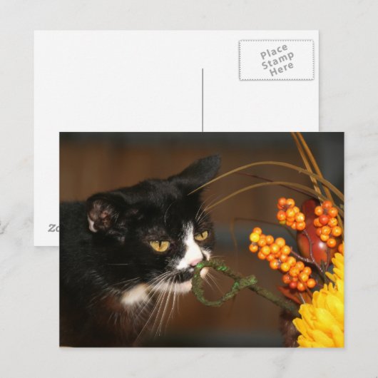 Erntedank Feiertagspostkarte (Vorne/Hinten)