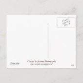 Erntedank Funny Postcard Feiertagspostkarte (Rückseite)