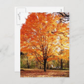 Erntedank Herbstbaum Blätter Postkarte (Vorne/Hinten)