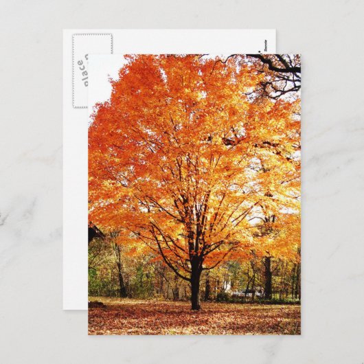 Erntedank Herbstbaum Blätter Postkarte (Vorne/Hinten)