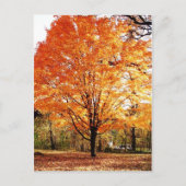 Erntedank Herbstbaum Blätter Postkarte (Vorderseite)