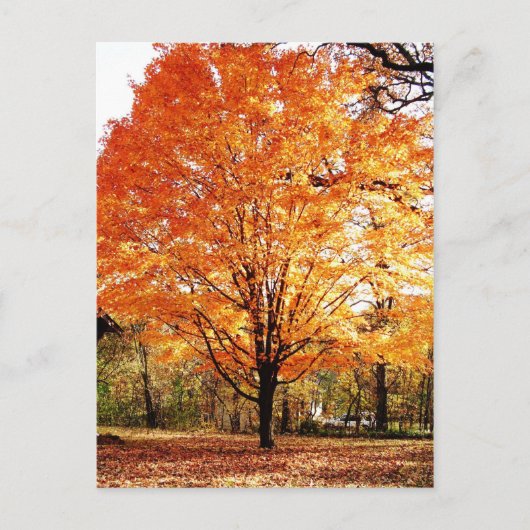 Erntedank Herbstbaum Blätter Postkarte (Vorderseite)