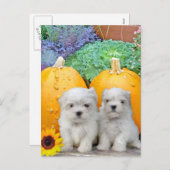 Erntedank maltesische Welpen Feiertagspostkarte (Vorne/Hinten)