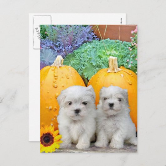 Erntedank maltesische Welpen Feiertagspostkarte (Vorne/Hinten)