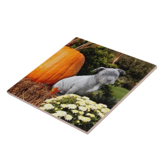 Erntedank Pitbull Welpe Fliese (Seite)