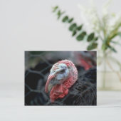 Erntedank Türkei Feiertagspostkarte (Stehend Vorderseite)