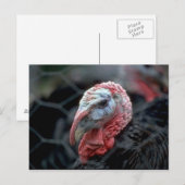 Erntedank Türkei Feiertagspostkarte (Vorne/Hinten)