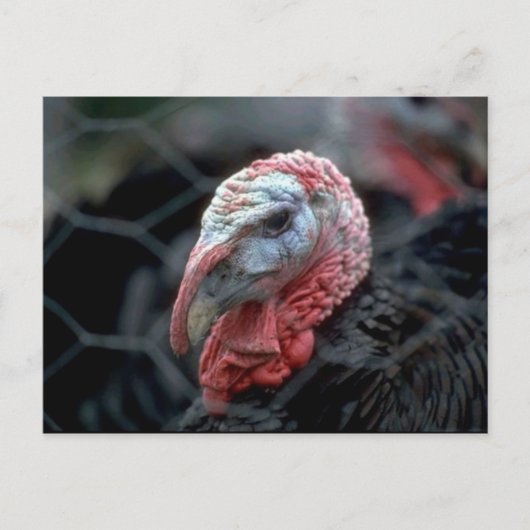 Erntedank Türkei Feiertagspostkarte (Vorderseite)