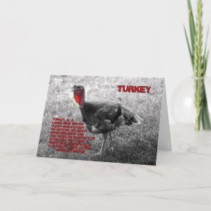 Erntedank Türkei Spaß Feiertagskarte