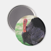 Erntedank Turkey Bird Magnet (Vorderseite/Rückseite)