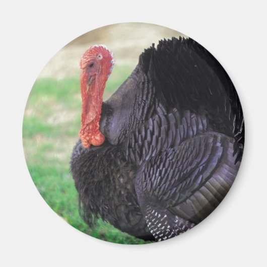 Erntedank Turkey Bird Magnet (Vorne)