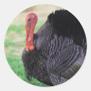 Erntedank Turkey Bird Runder Aufkleber