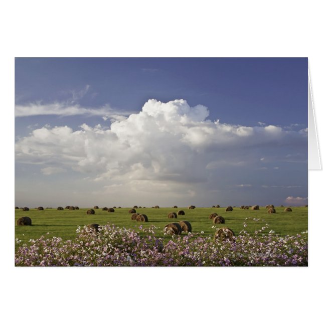 Erntefelder mit Kosmos-Blume in (Vorderseite (Horizontal))
