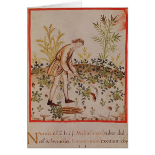 Ernten der Pastinake von 'Tacuinum Sanitatis