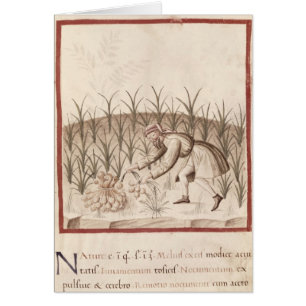 Ernten des Knoblauchs