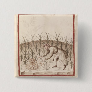 Ernten des Knoblauchs Button
