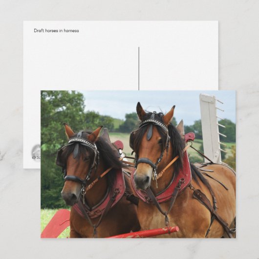 Erntepferd-Foto Postkarte (Vorne/Hinten)