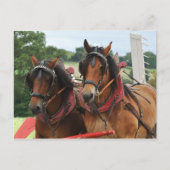 Erntepferd-Foto Postkarte (Vorderseite)